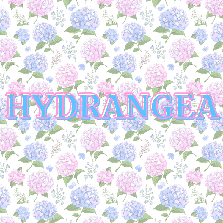 Hydrangea