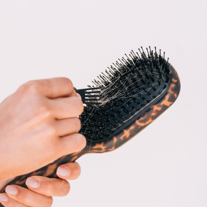 TELETIE Boar Bristle Hair Brush | Tortoise